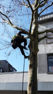 Ein Mensch klettert den Baum hinunter, im HIntegrund ein Gebäude und blauer Himmel